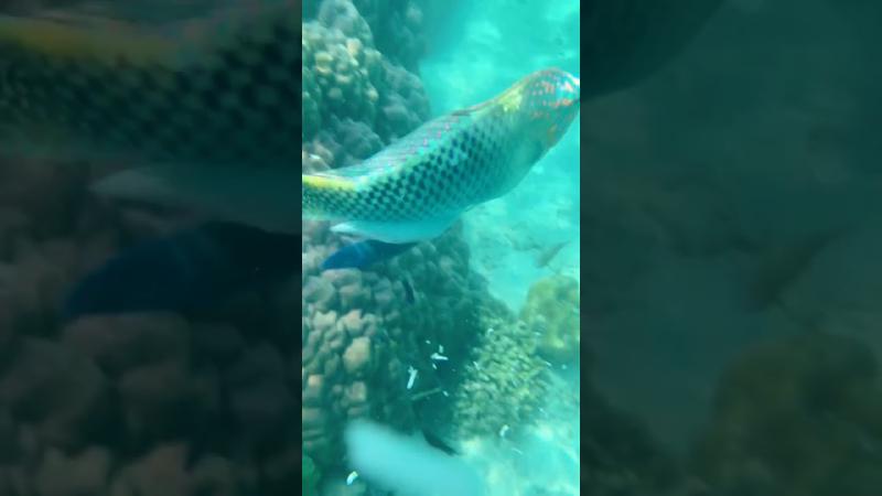 Featured image of post 泰国兰塔岛浮潜海底世界